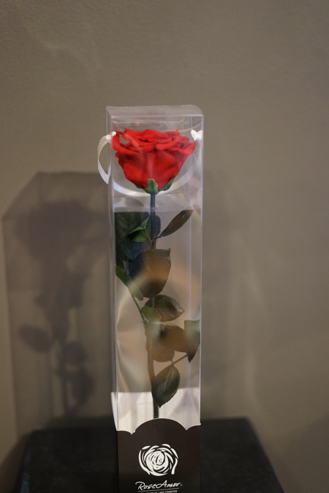 Preserved Ecuador Last Forever Rose