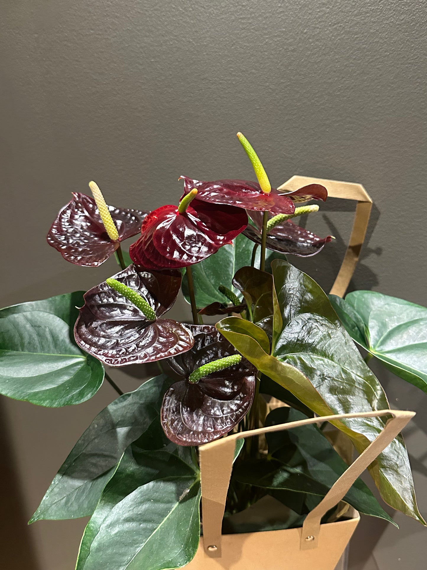 Anthurium Potted Burgundy 6 inch