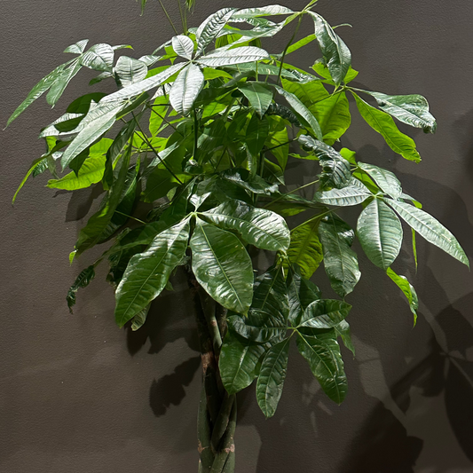 Repotting Service: Send Your Plants for Diagnosis & Care