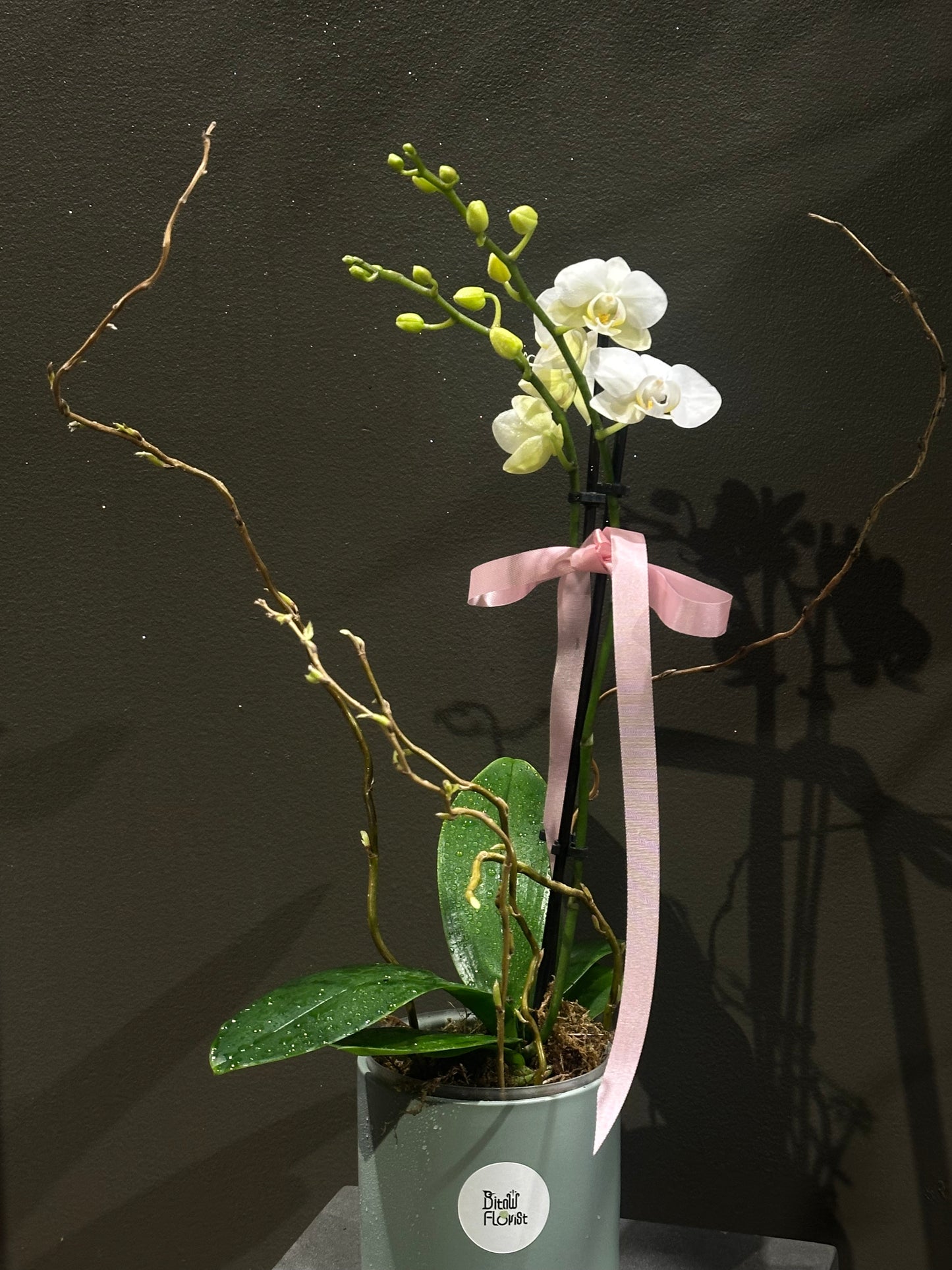 White Orchids Double Stems Small