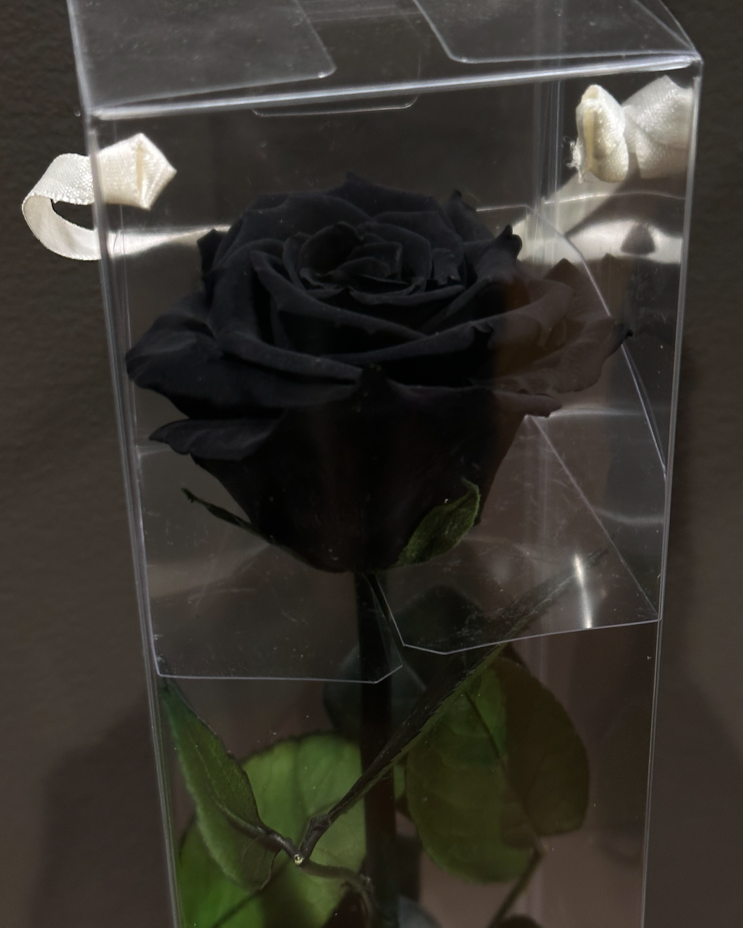 Preserved Black Rose – Halloween 2025 Special | Long-Lasting Luxury Flowers