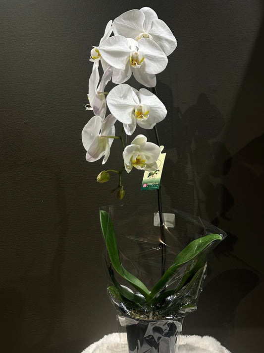 Orchids