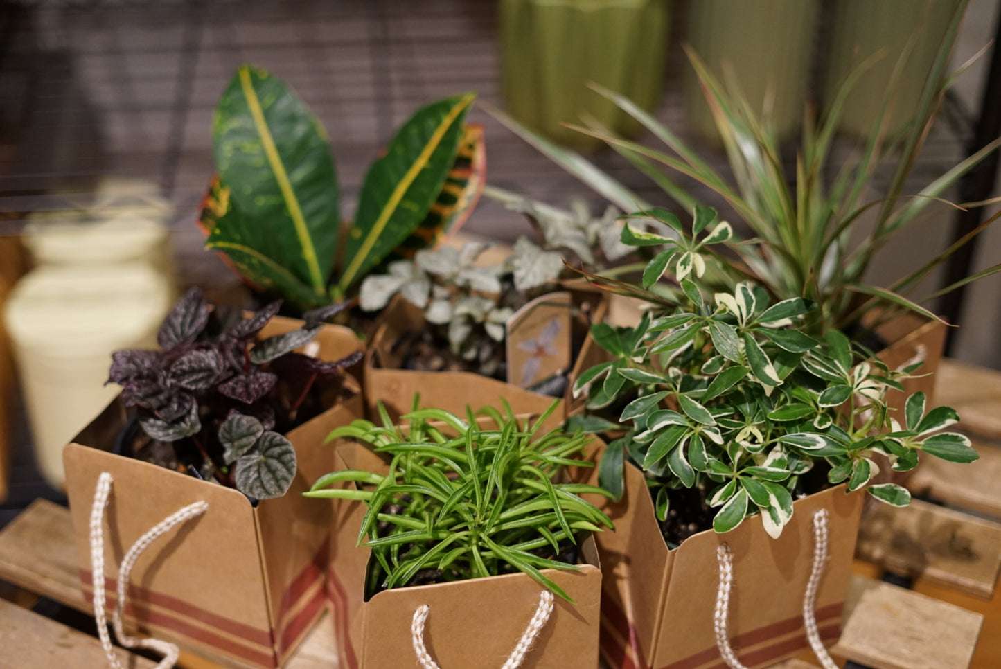 Tropic Plant 4 inch Designer Pick Set 5