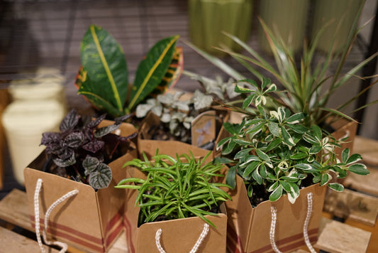 Tropic Plant 4 inch Designer Pick Set 5