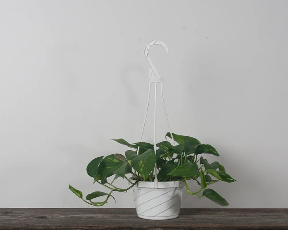 hb pothos golden plant Pothos