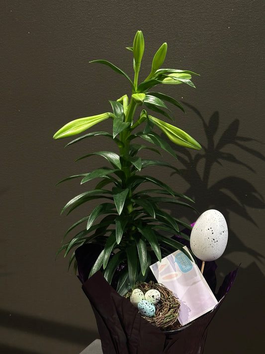 Easter Lily Plant Vancouver 22 inches