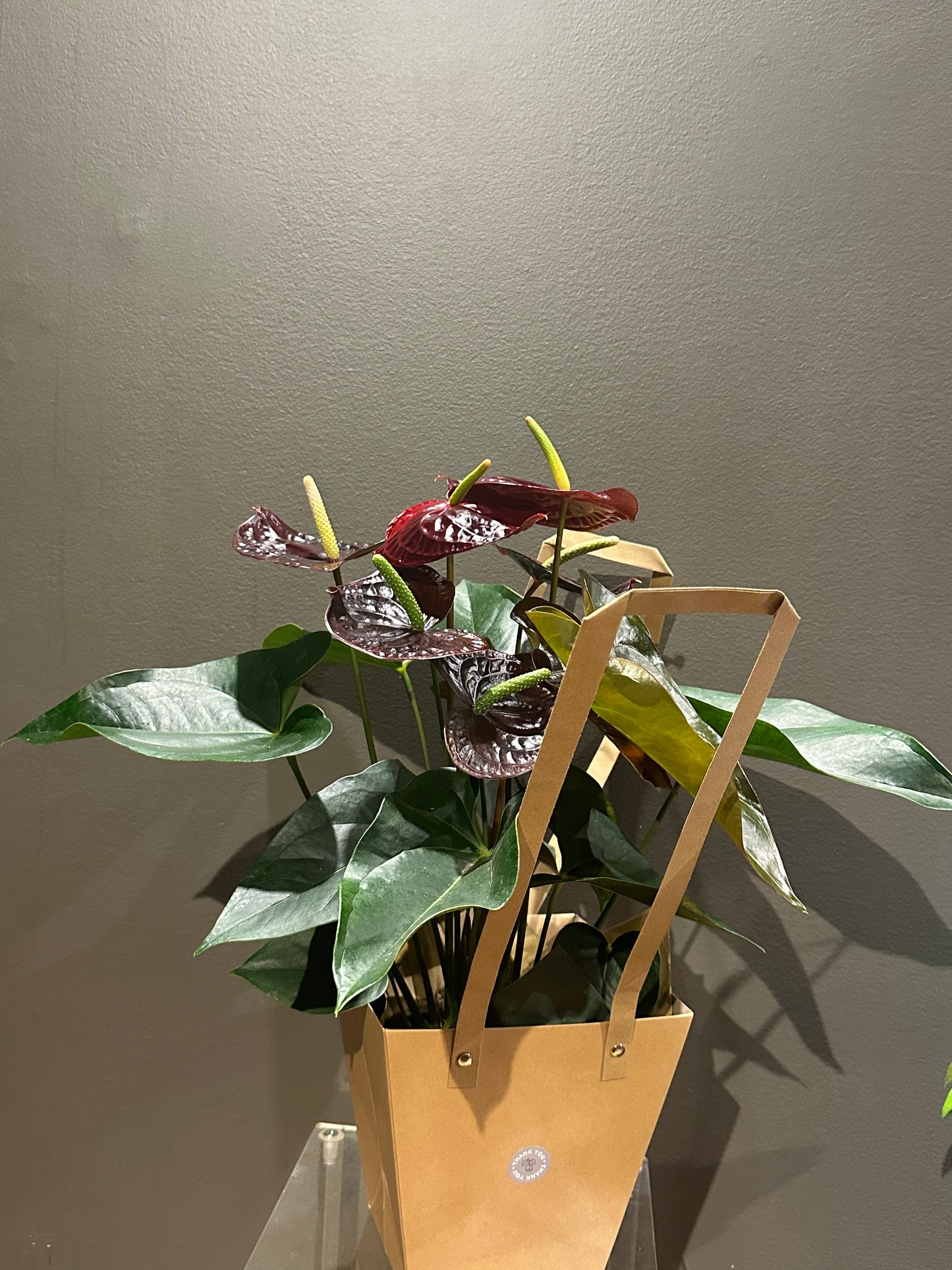 Anthurium Potted Burgundy 6 inch