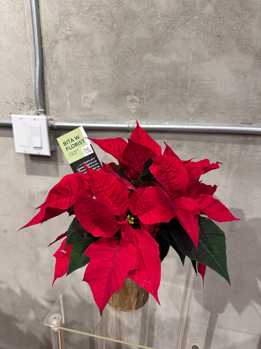Poinsettias 4 inch