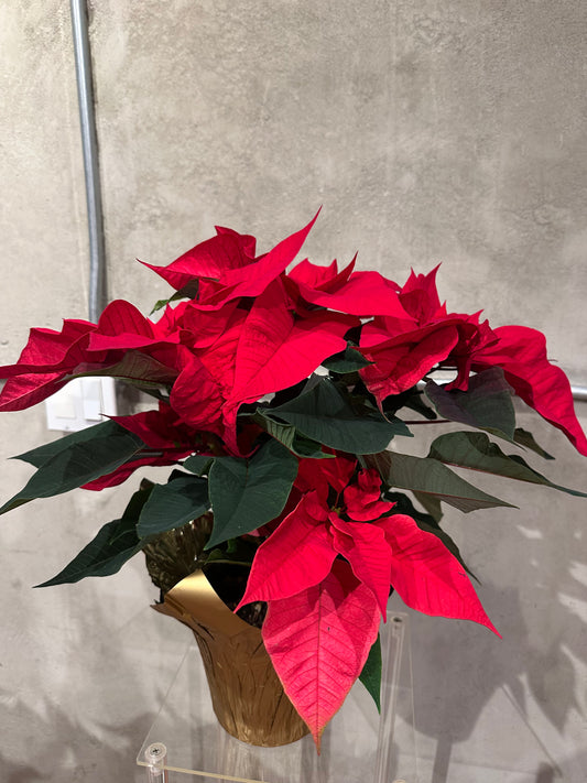 Poinsettias 6 inch