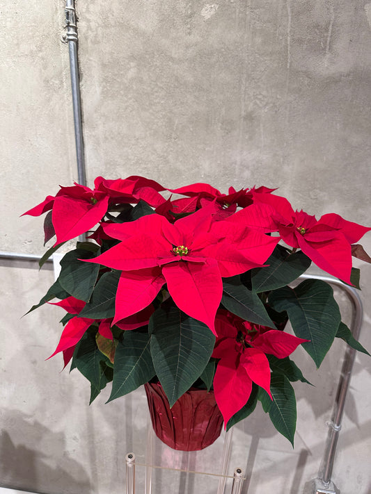 Poinsettias 8 inch