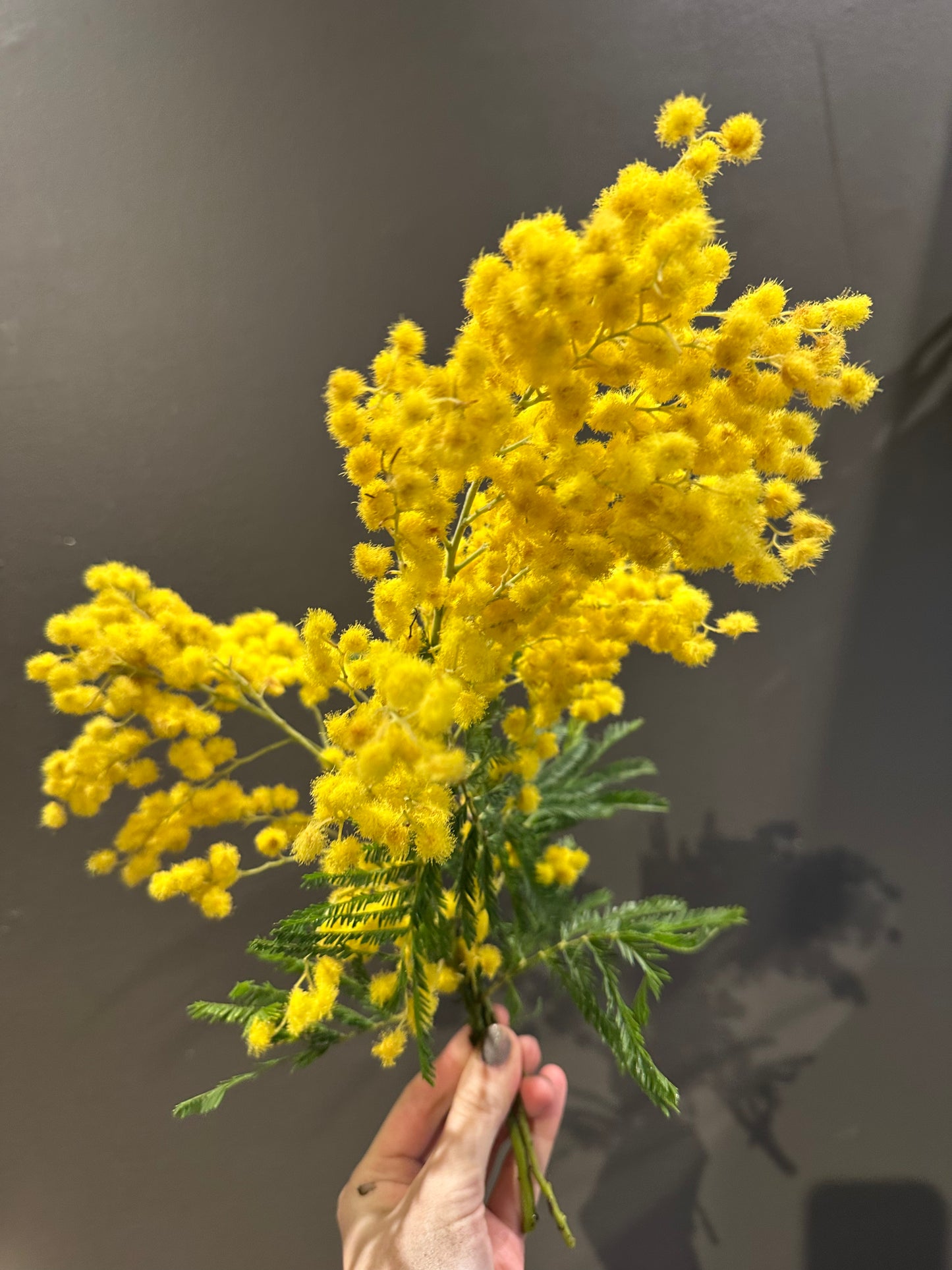 International Women’s Day Mimosa Premium Bouquet | Luxury Yellow Mimosa Flowers
