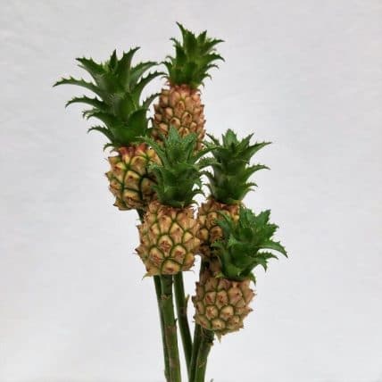 You are my pineapple- Vancouver Best Florist