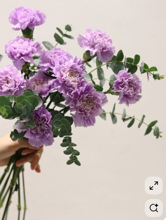 2026 Mother's Day Carnation Only Purple