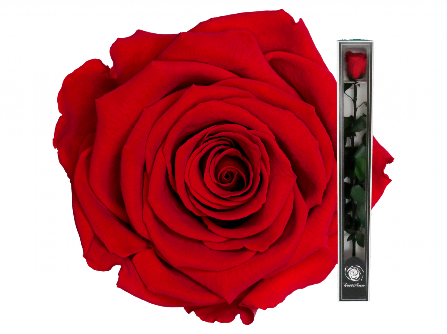 Preserved Ecuador Last Forever Rose