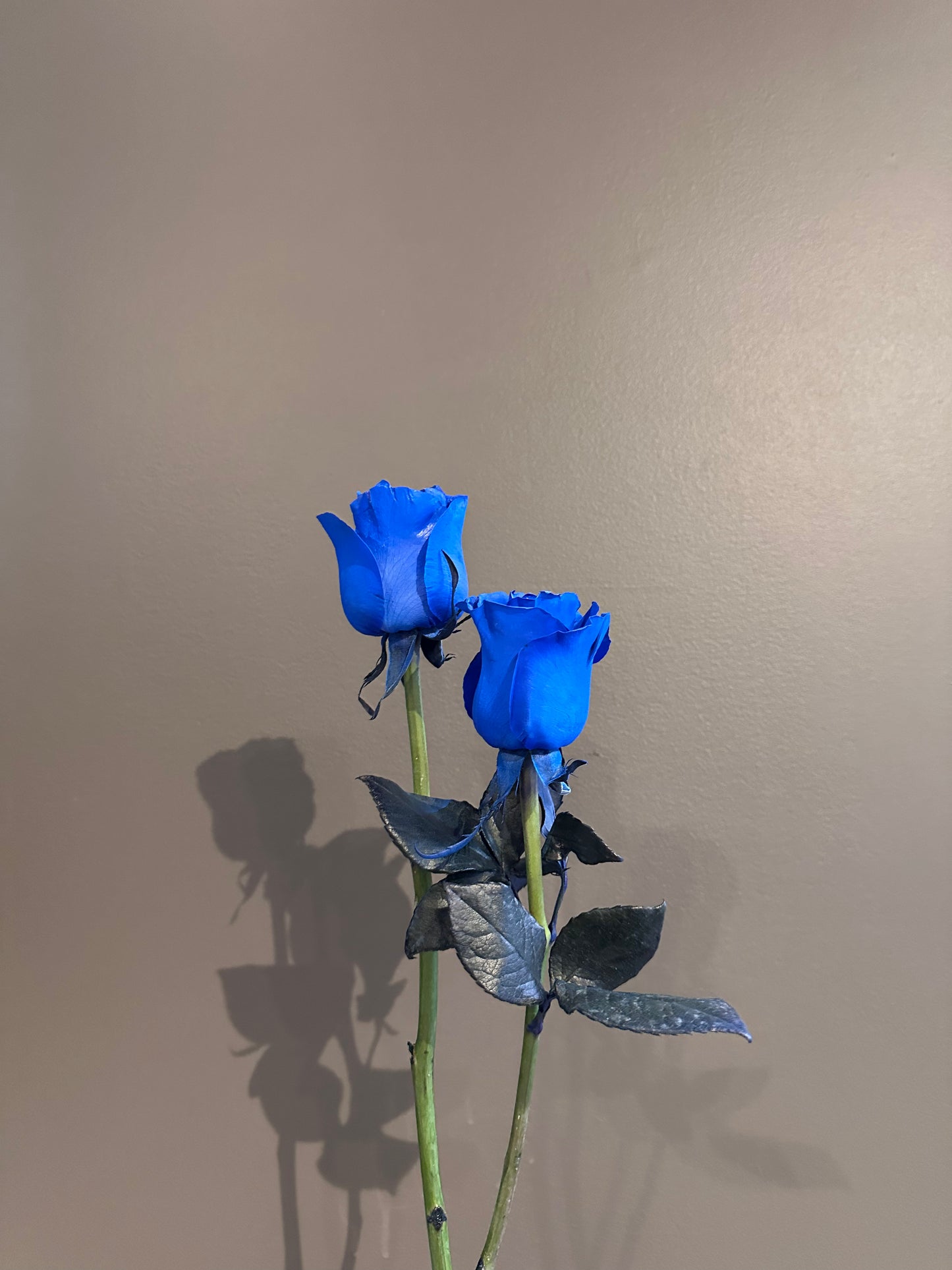 Blue Miracle Love