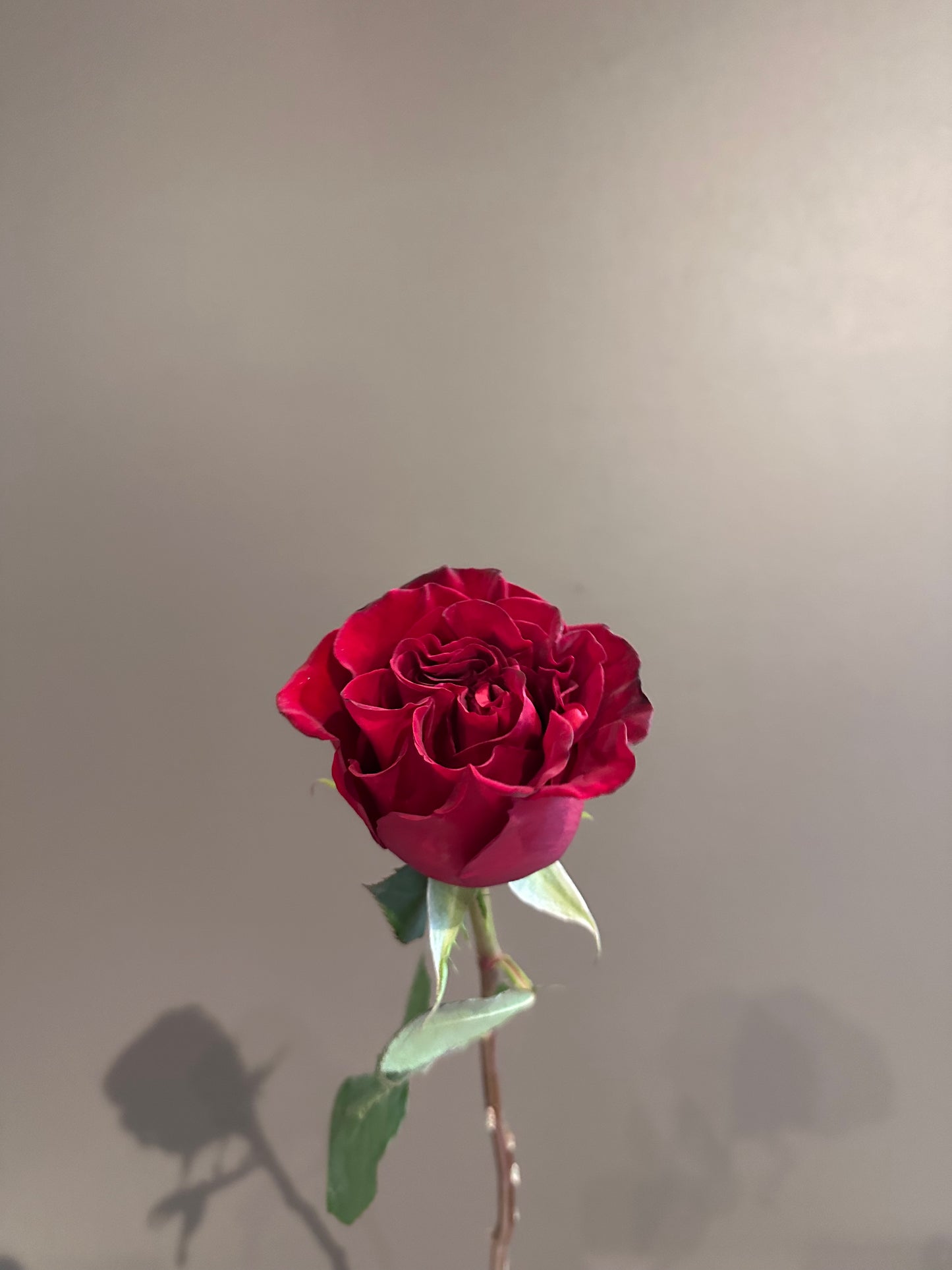 Love You Forever – Vancouver Affordable Valentine's Flowers under $100
