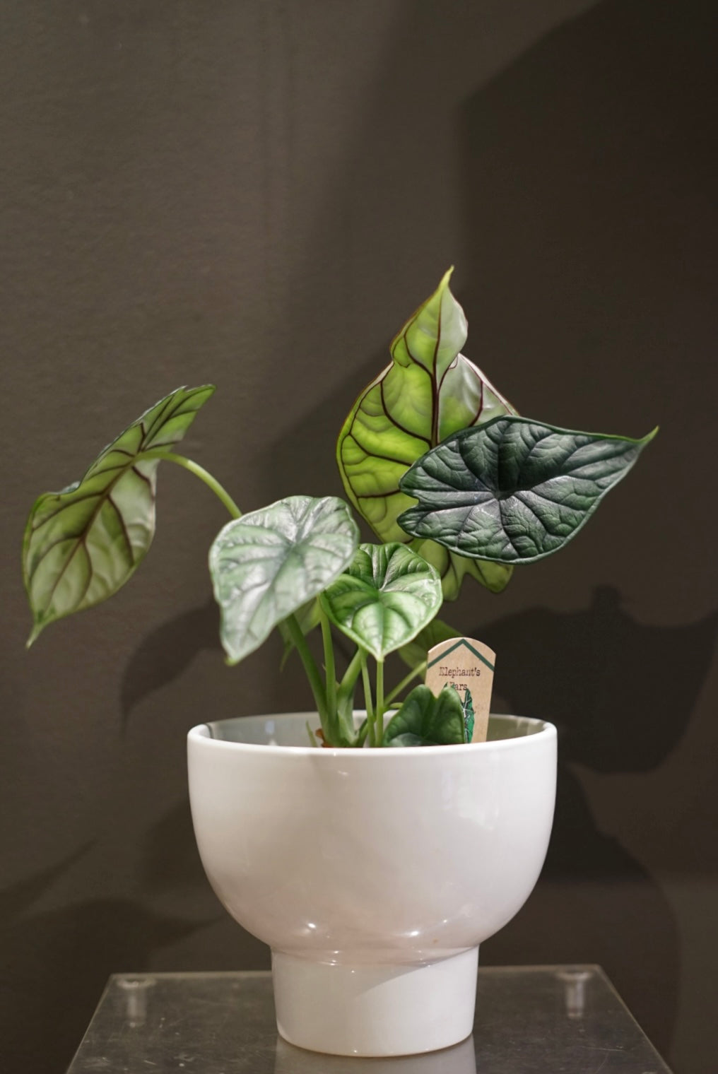 Elephant’s Ears Plant | Tropical Houseplant in Vancouver 🌿