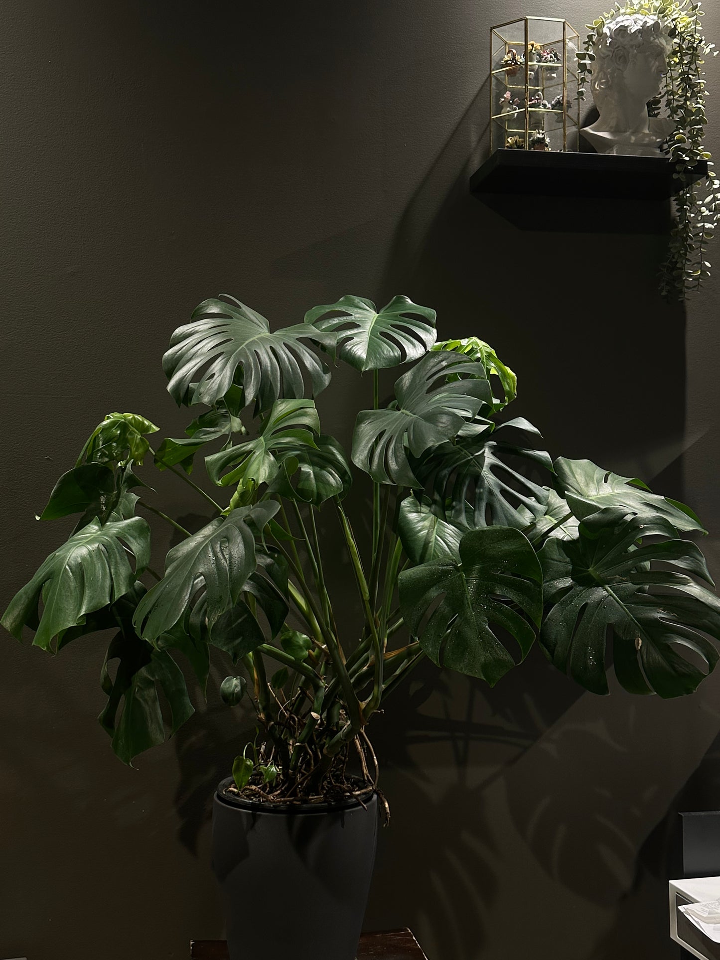 Monstera Plant