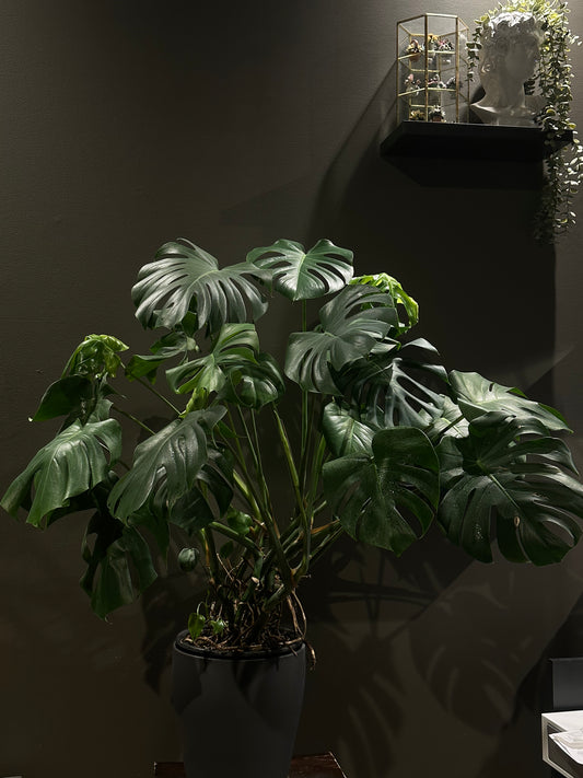 Monstera Plant