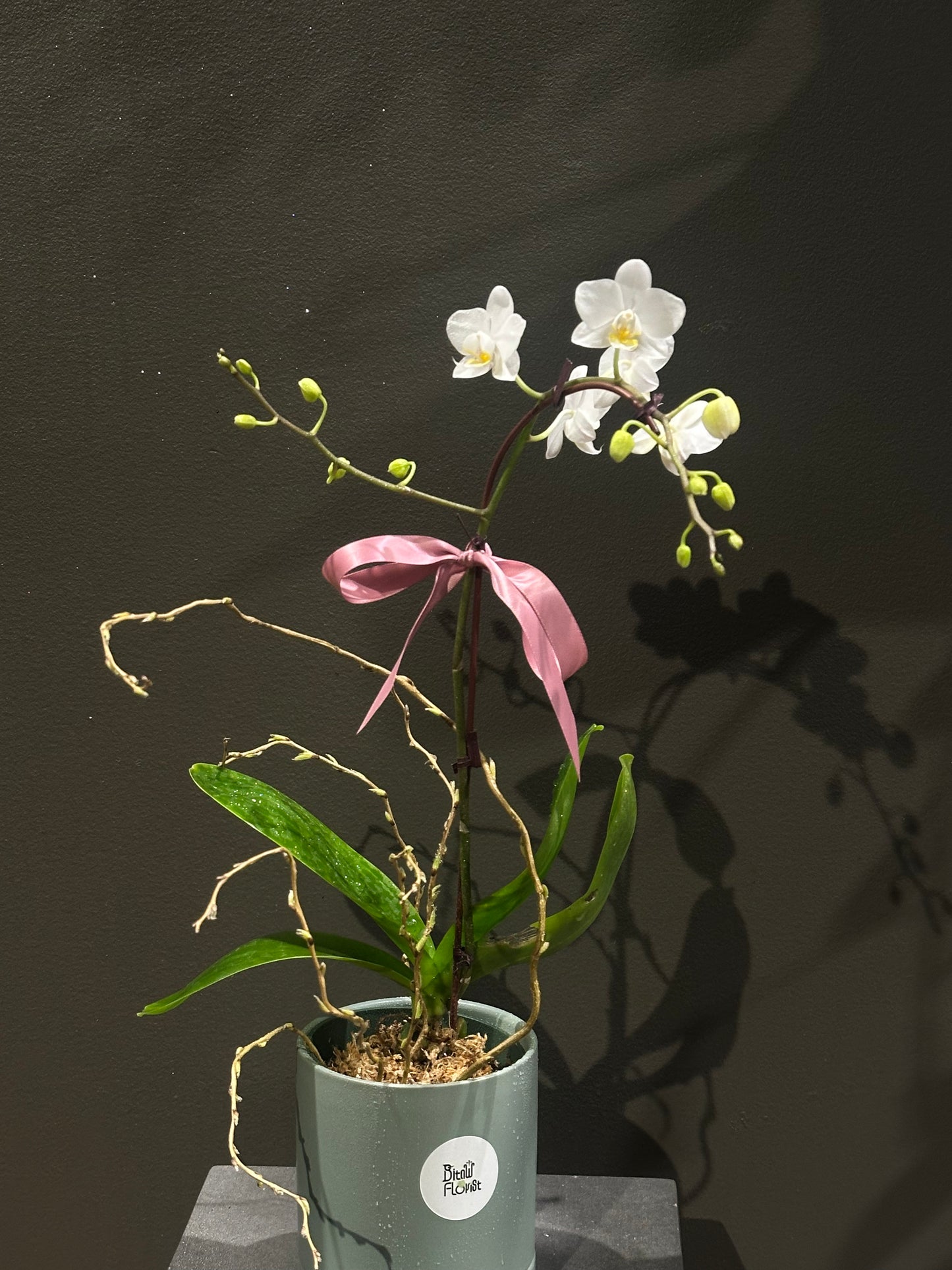 Orchids White Small Single
